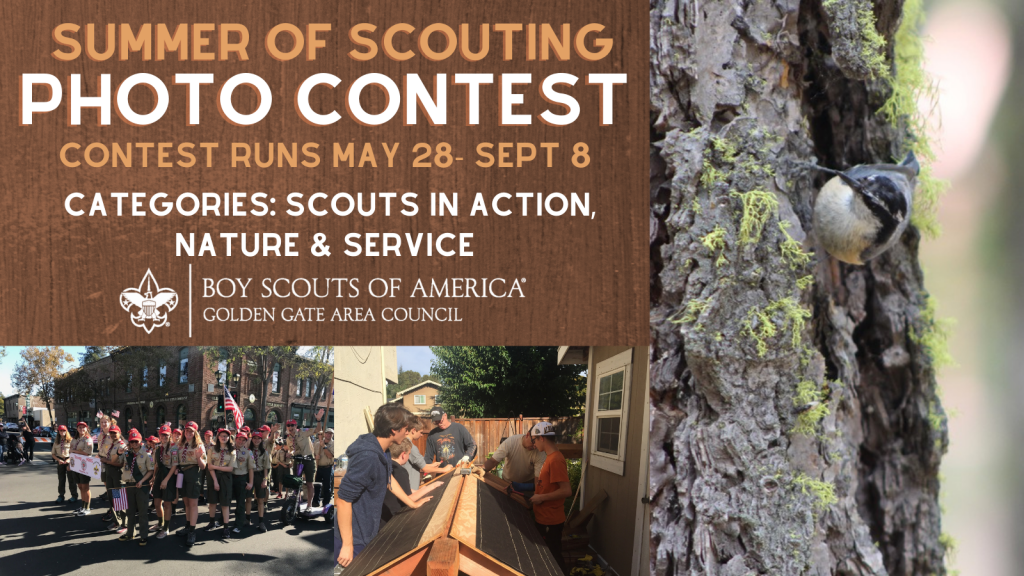 Banner image for summer camp photo competition showing contest summary and thumbnails of Scouts in Action and a bird on a tree trunk.